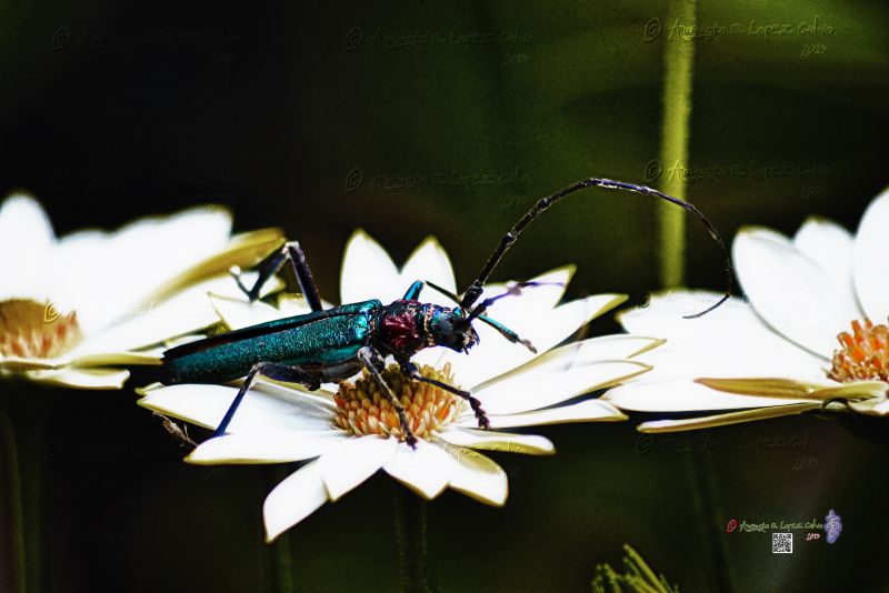 Cerambicido entre margaritas gigantes_Aromia moschata ssp ambrosiaca.jpg